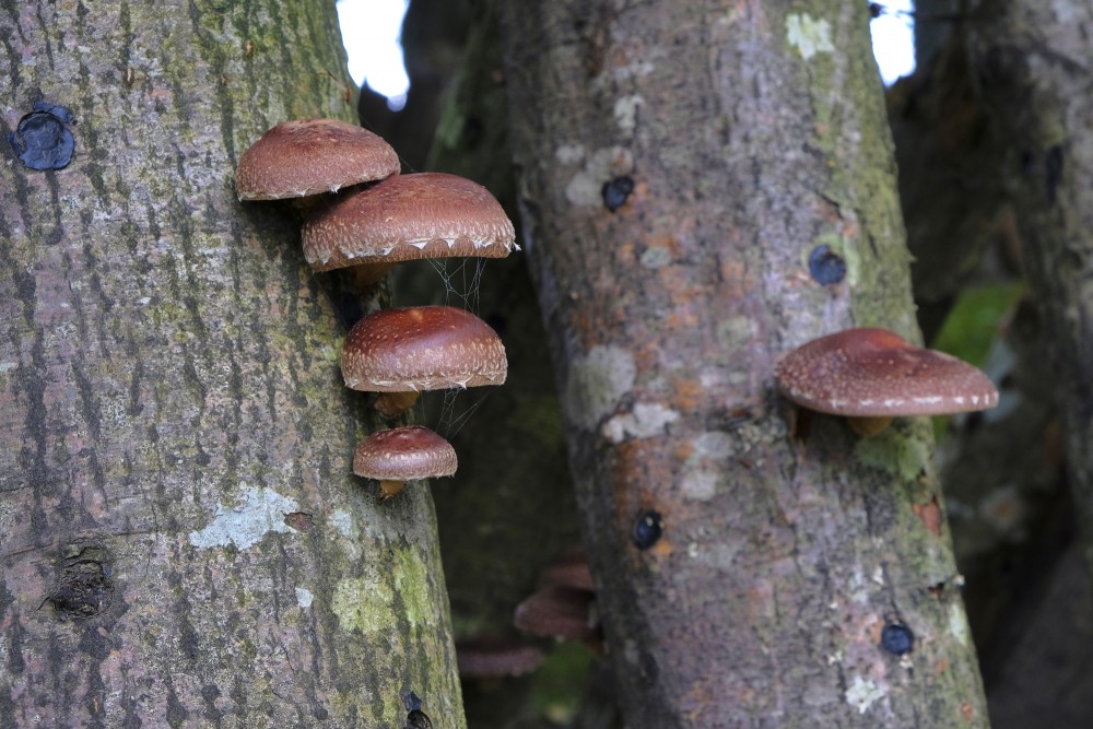 Shiitake