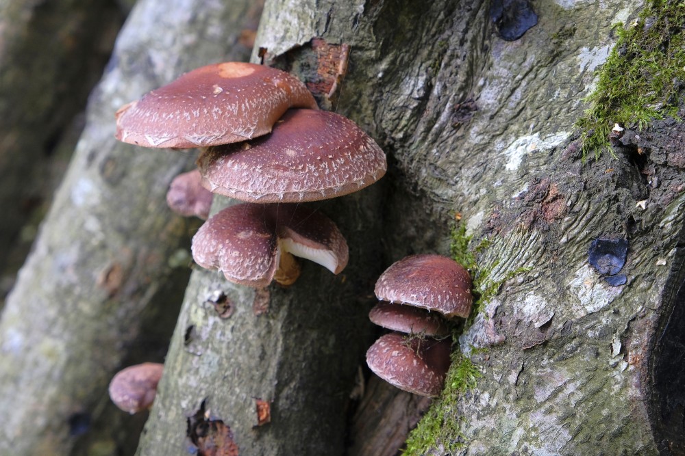Lentinula edodes
