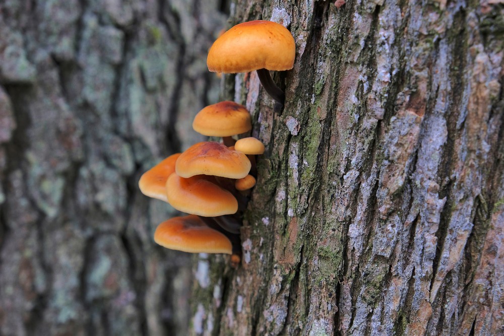 Samtainā ziemene (Flammulina velutipes)