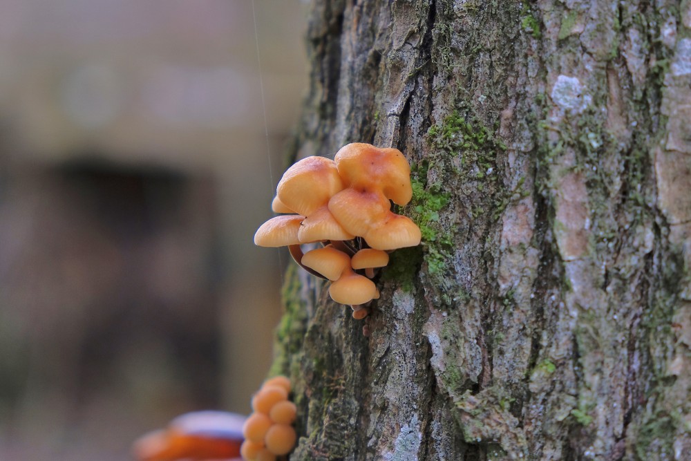 Samtainā ziemene Samtainā ziemene