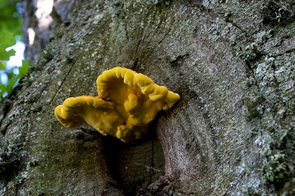 Sulphur Polypore