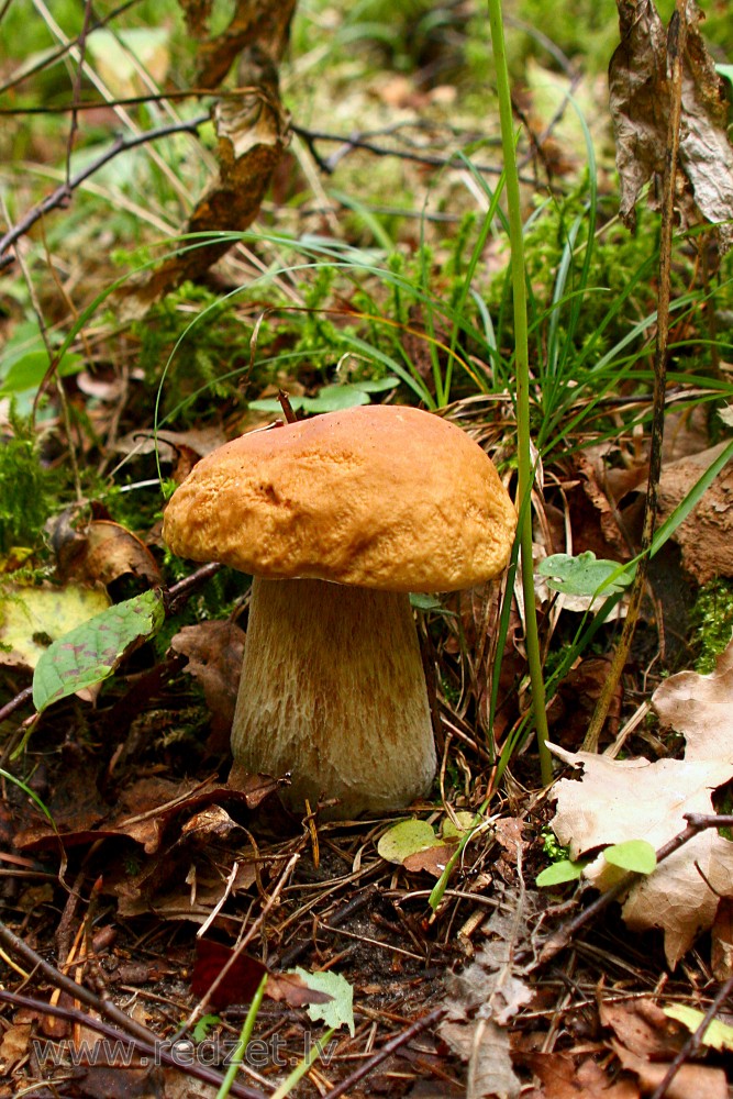 Boletus