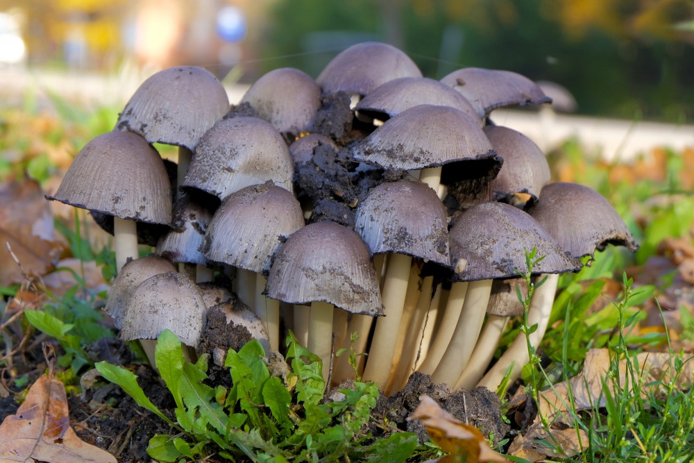 Family of Common Ink-cap