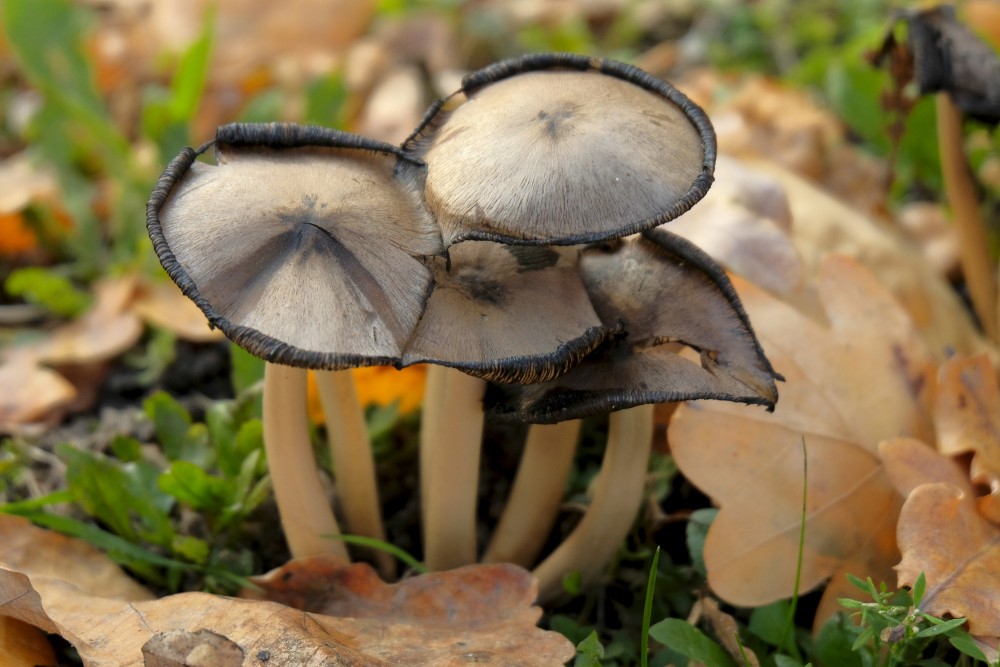 Common Ink-cap Seniors