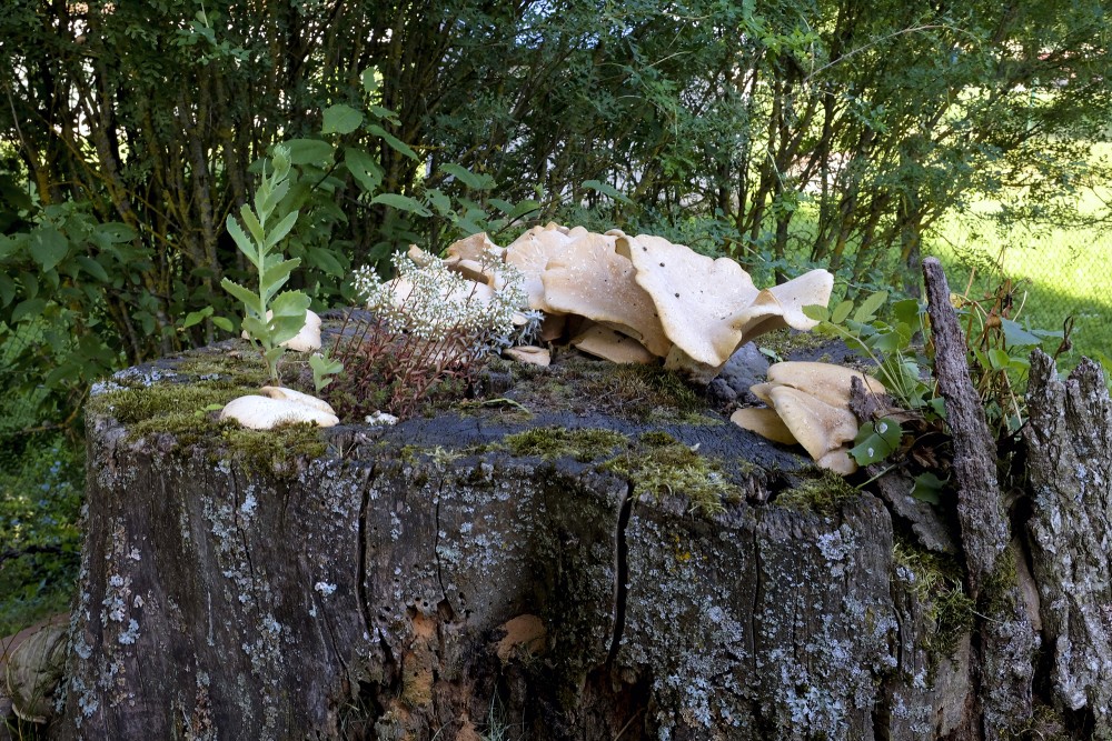 Tree stump