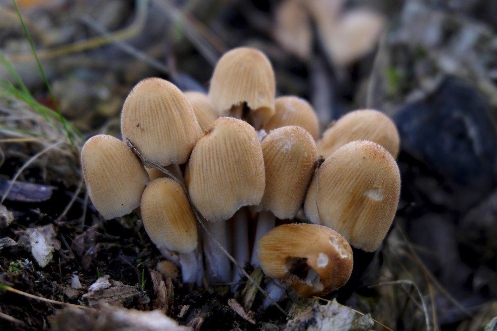 Glistening Inky Caps