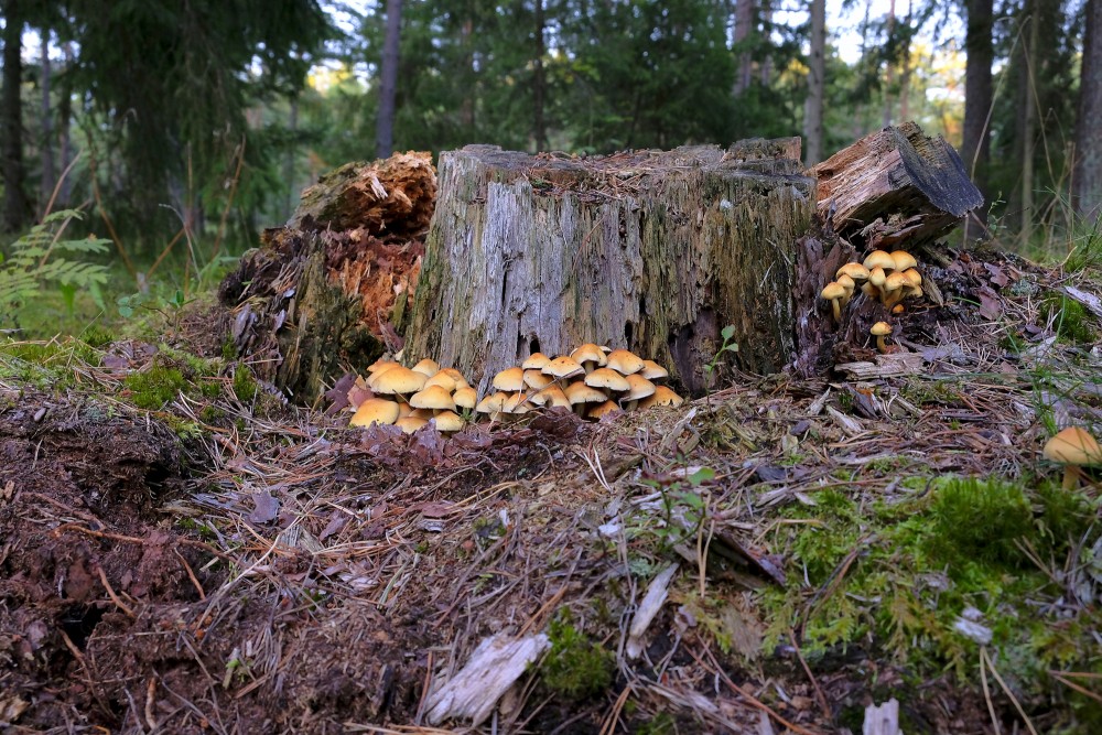 A Rotten Stump, Brick cap