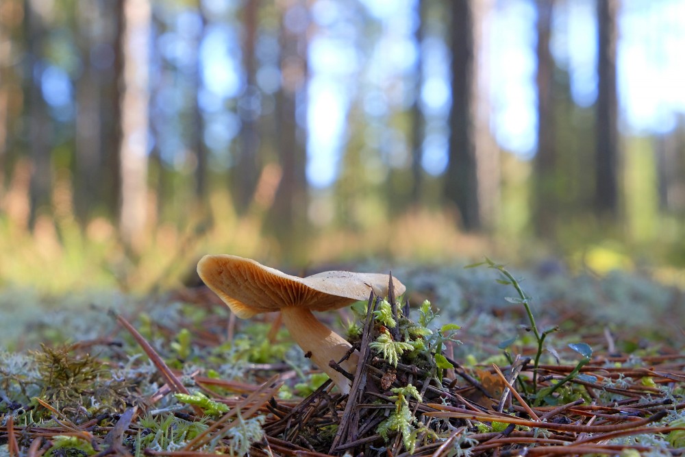 Mushroom on Forest Floor Among Pine Needles with Blurred Background