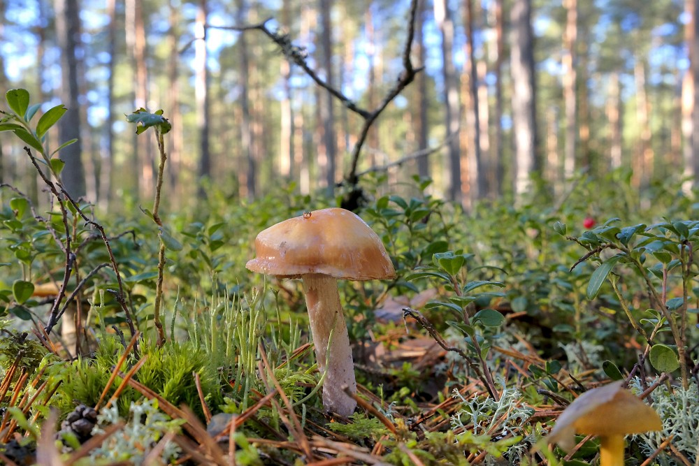Mushroom among moss and lingonberry in pine forest