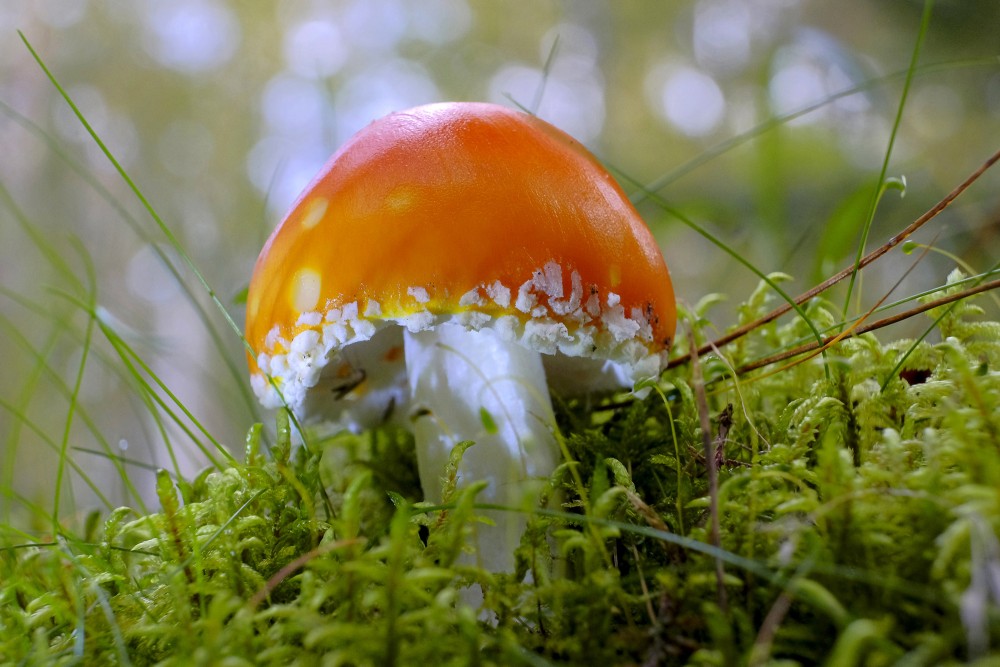 Oranži sarkana mušmire uz zaļa sūnu paklāja makro