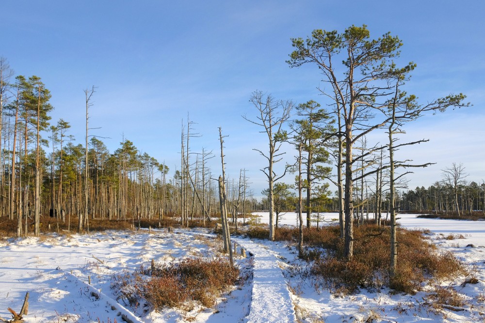 Cena Moorland Footpath in Winter