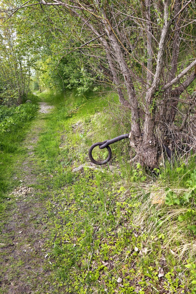 Historical metal ring in a tree by the path in Doles sala nature park