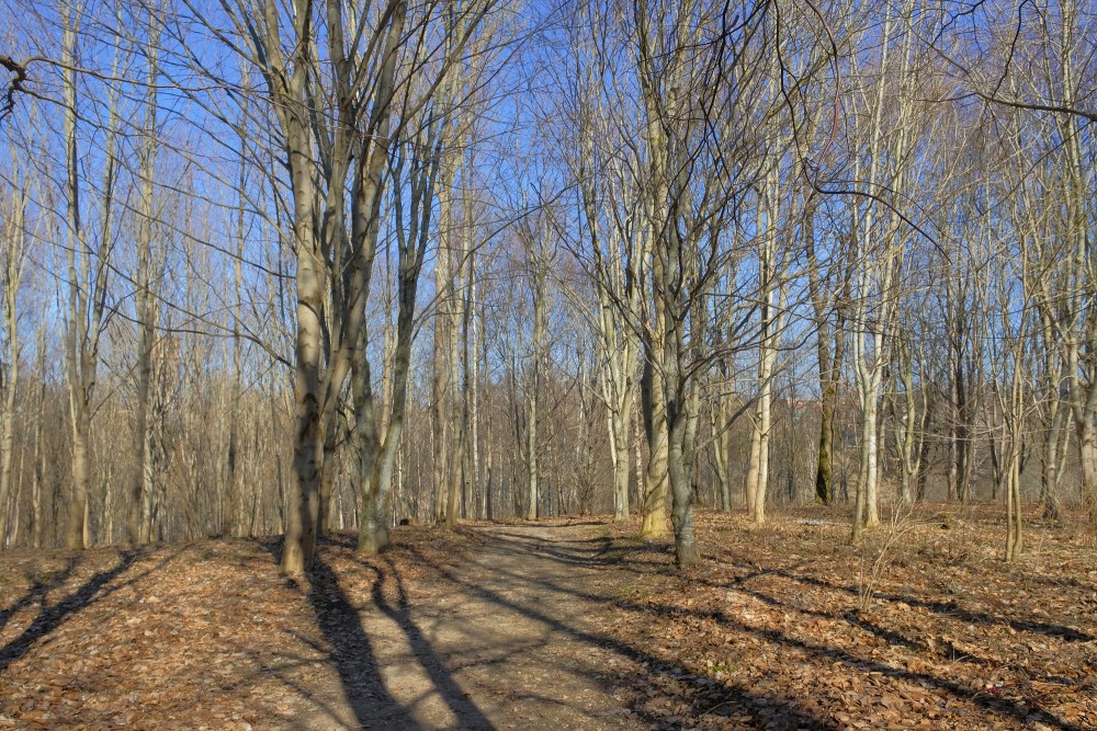 Misiņkalna pastaigu takas