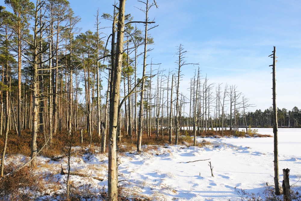 Cena Bog in Winter