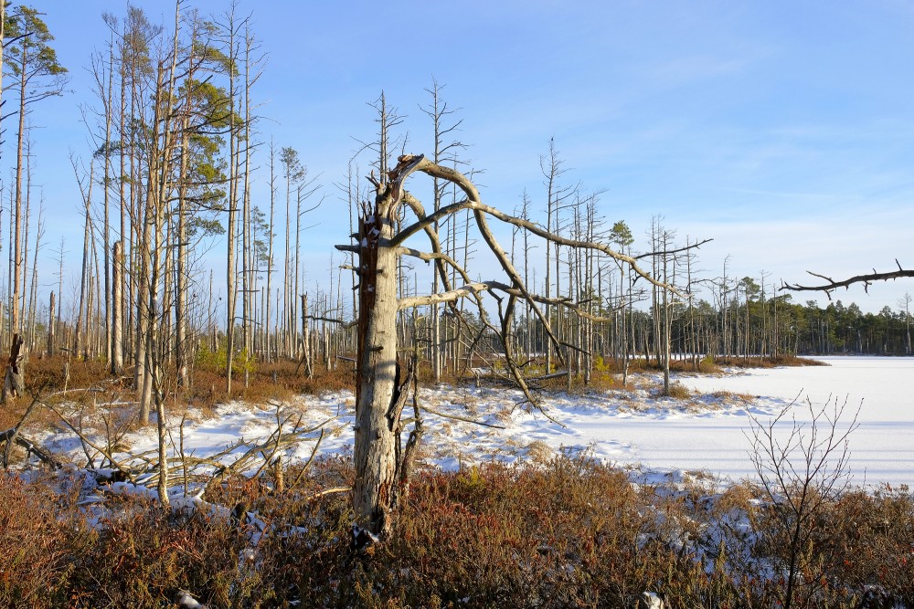 Cena Bog in Winter