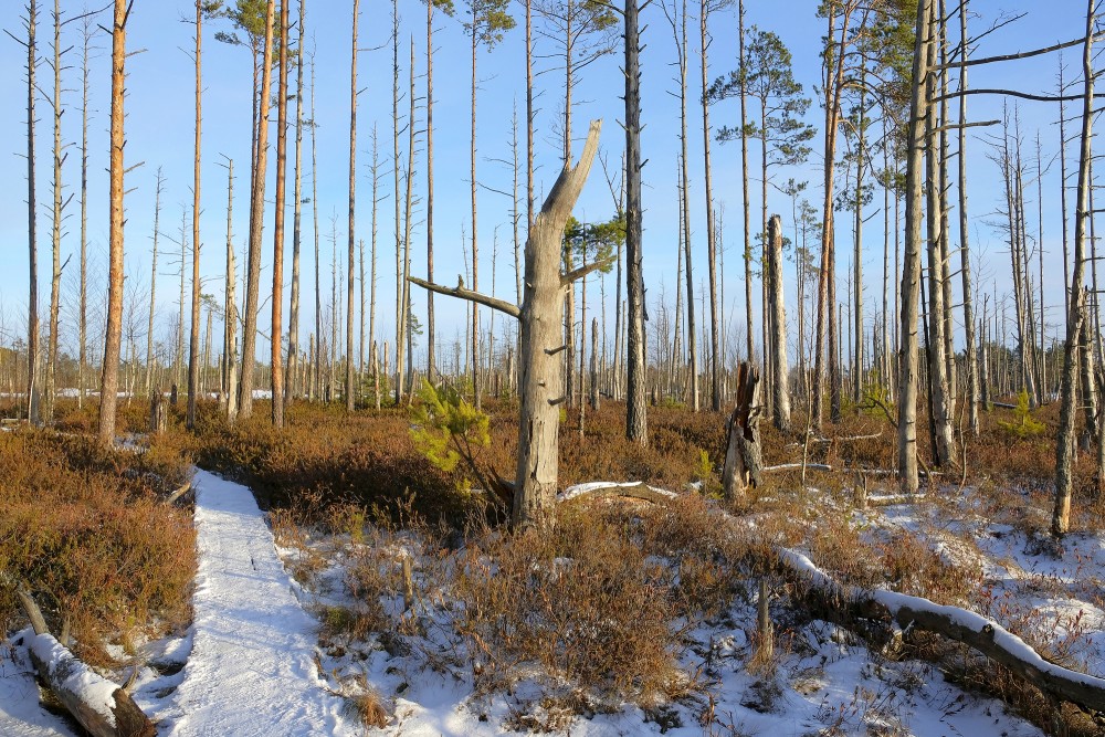 Cena Moorland Footpath in Winter