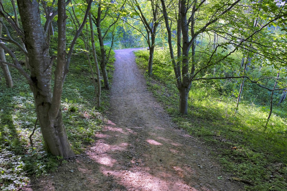 Misiņkalna pastaigu takas
