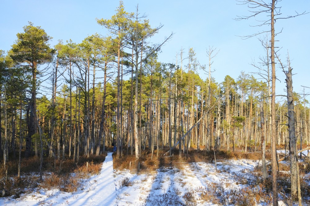 Cena Moorland Footpath in Winter