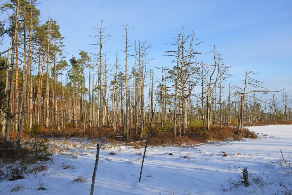 Cena Bog in Winter