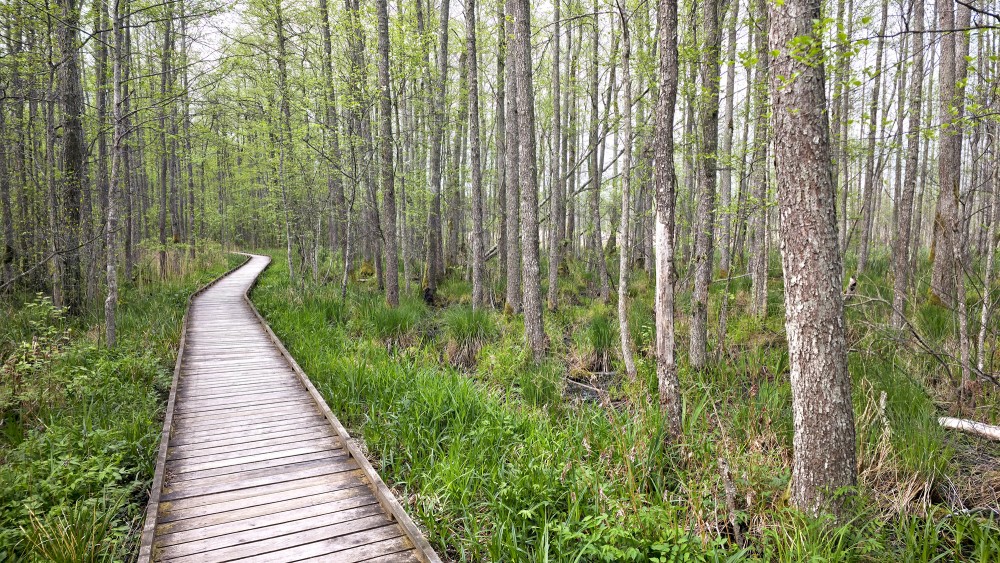 Wooden boardwalk on the Slokas Lake nature trail in spring forest