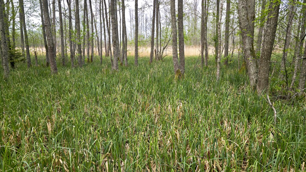 Wetland and sedge field on the Slokas Lake nature trail
