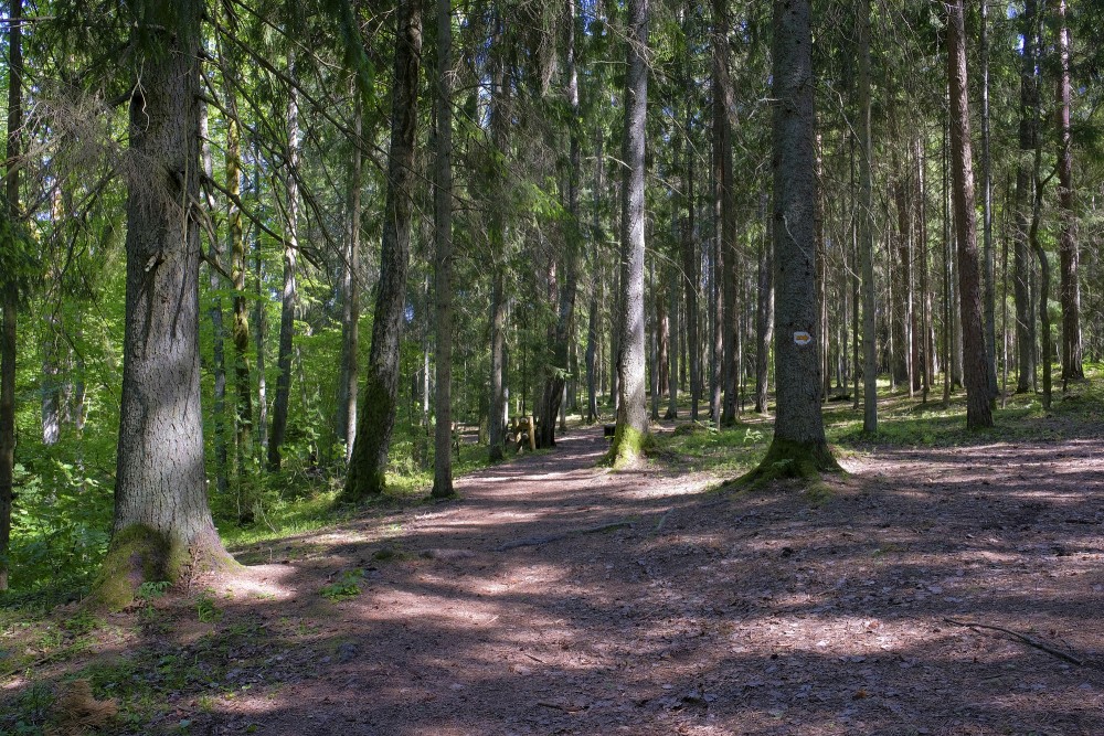 Mednieku spēka taka Inčukalnā Mednieku spēka taka Inčukalnā