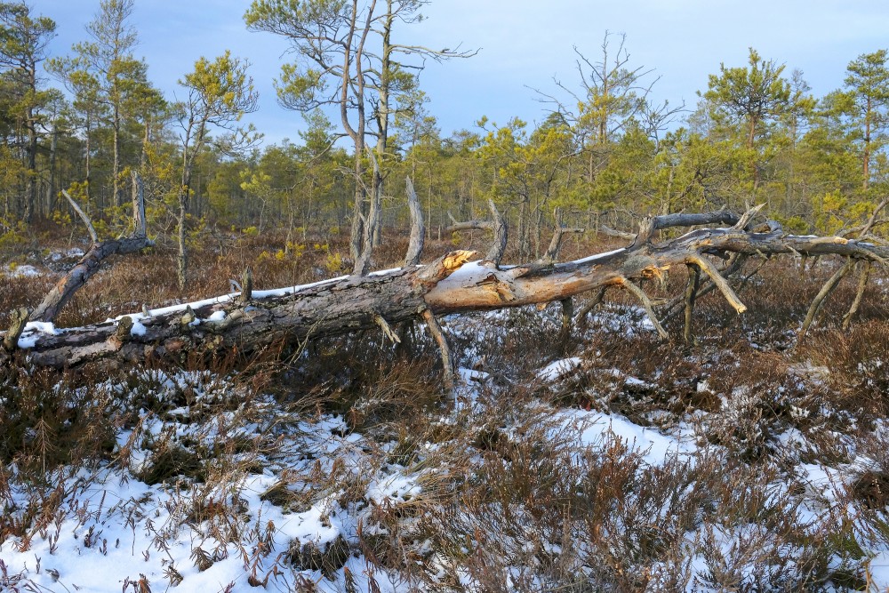 Cena Bog in Winter