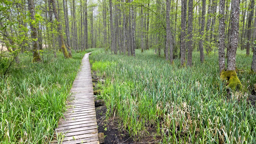 Wooden plank boardwalk through the swamp of Slokas Lake nature trail