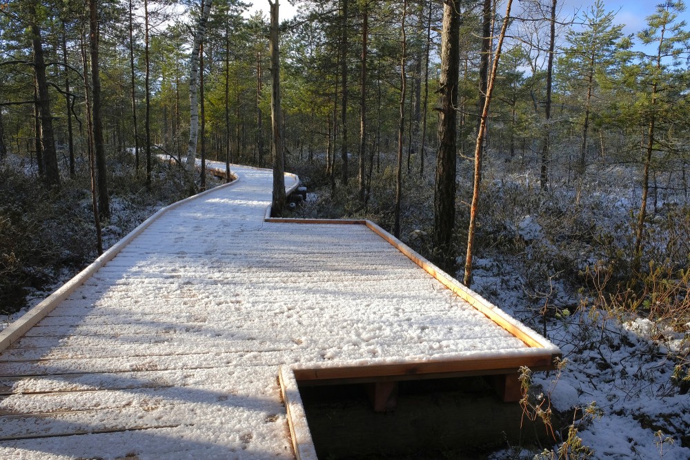 Kalnansi Bog Trail in Winter
