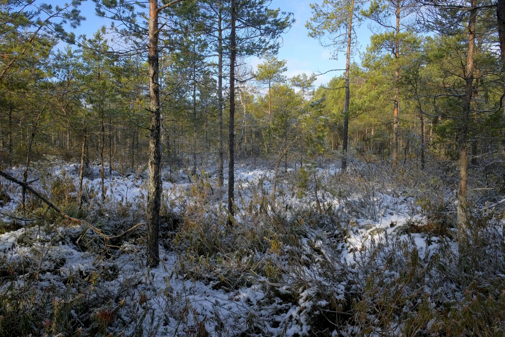 Surroundings of Kalnansi Bog Trail