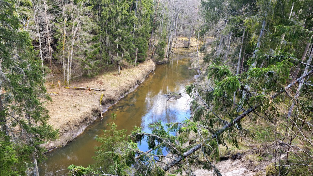 Rivas river flowing through a dense coniferous and deciduous forest