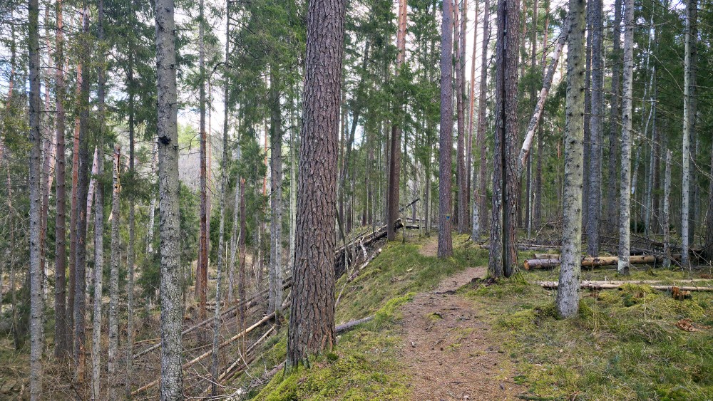 "Rīvas loki" nature trail along the steep bank of Rivas river