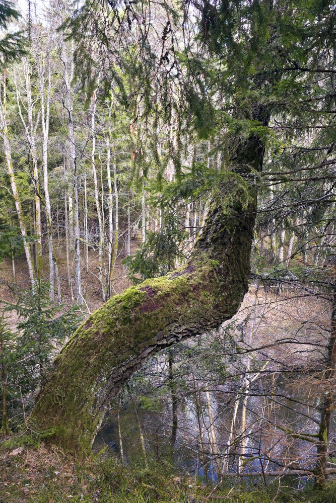 Unusually curved and moss covered tree trunk on a forest slope by the river