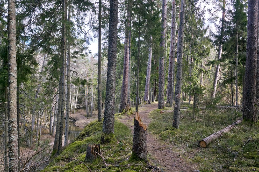 "Rīvas loki" nature trail along a steep riverbank in early spring