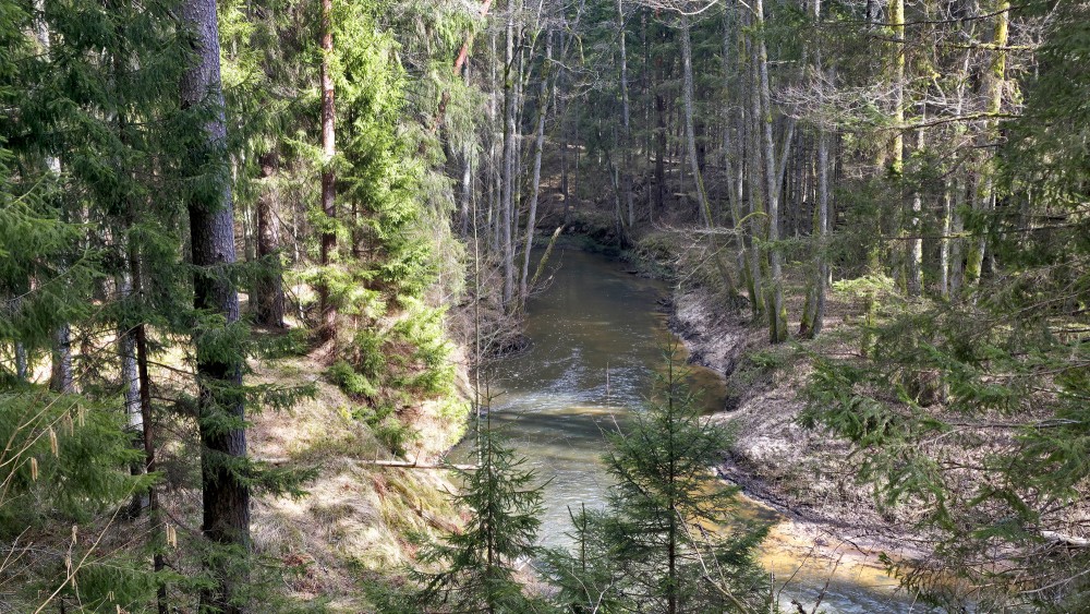 Rivas river flowing through a forest at Rivas loki nature trail in spring