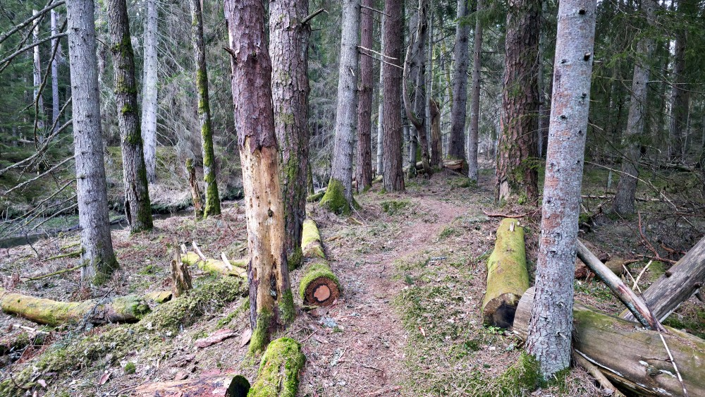 Moss covered fallen tree trunks near a "Rīvas loki" nature trail