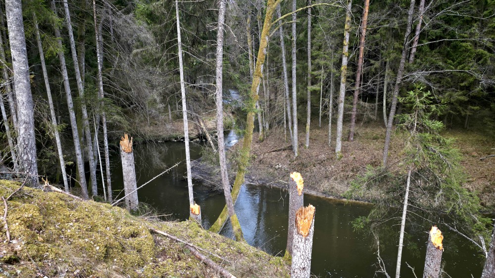 Broken tree trunks on a steep bank slope of Rivas river in spring