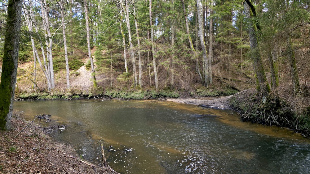 Wider bend of Rivas river by a steep, forested dune in spring
