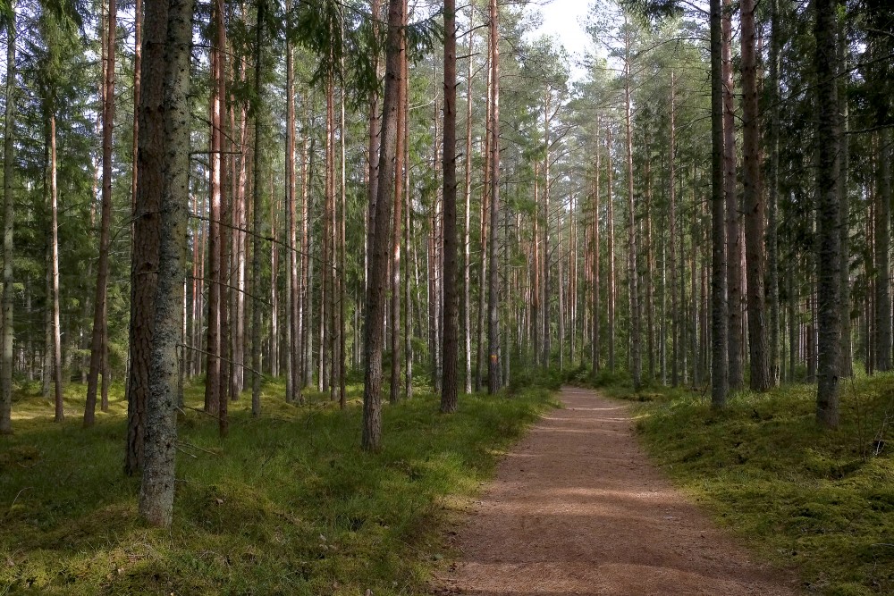 Viesata River circles' trail