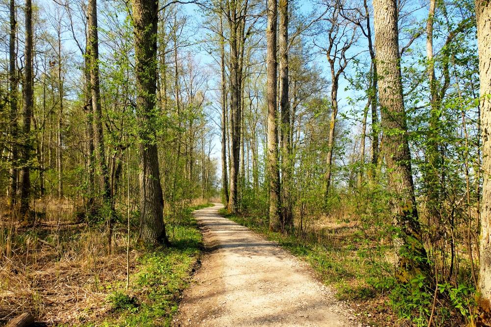 Sloka Lake Walking Trail