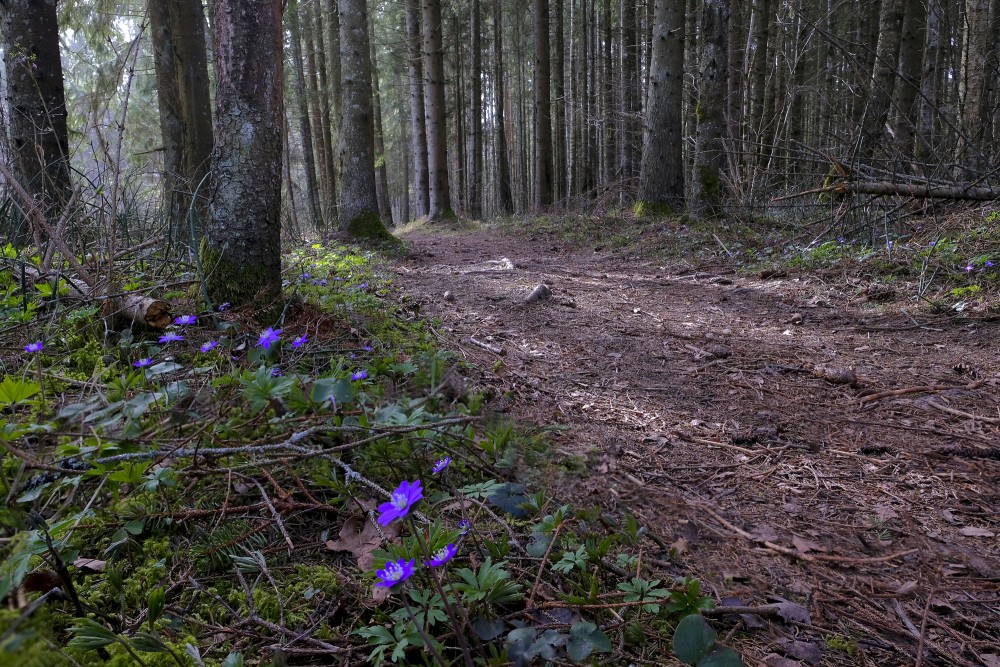 Nature Trail Viesatas Upesloki in Spring