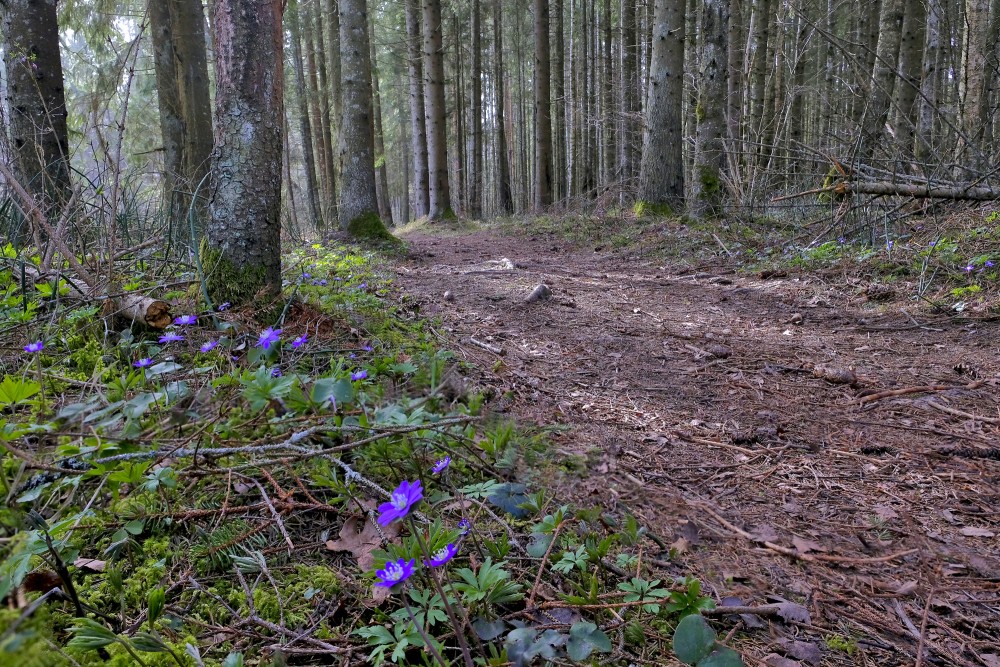 Viesatas dabas taka pavasarī