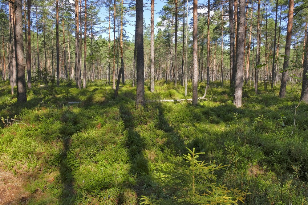 Ejot pa Purezera dabas taku