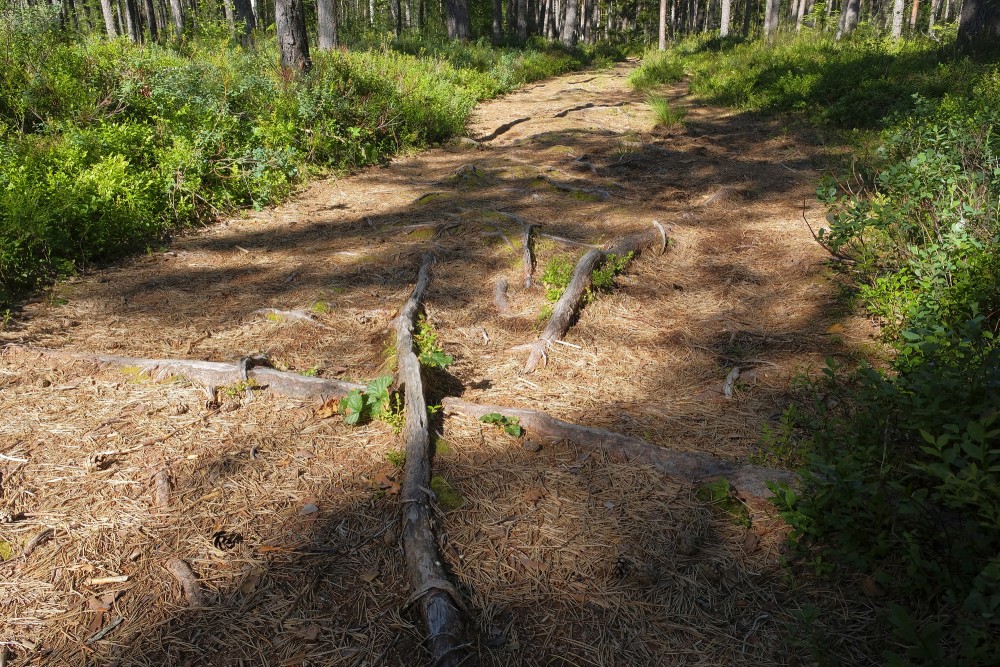 Purezers Lake Nature Trail