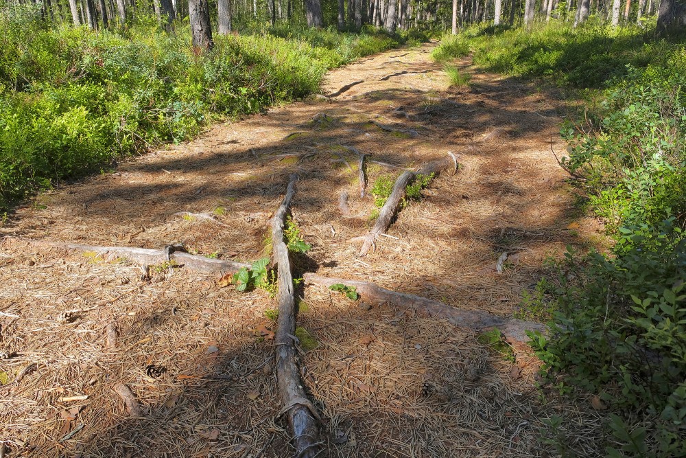 Koka saknes, Purezera dabas taka