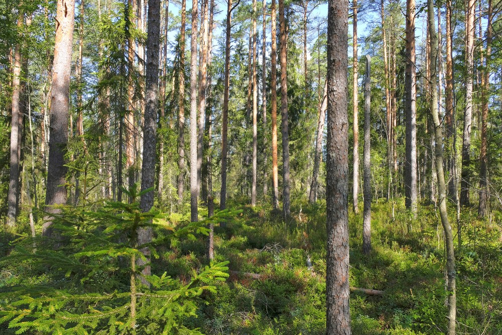 Ejot pa Purezera dabas taku