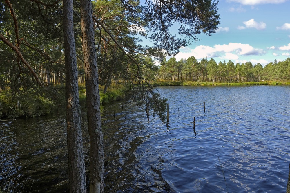 Purezers Lake Landscape