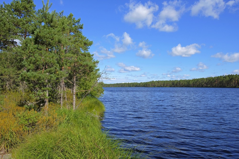Purezers Lake Landscape