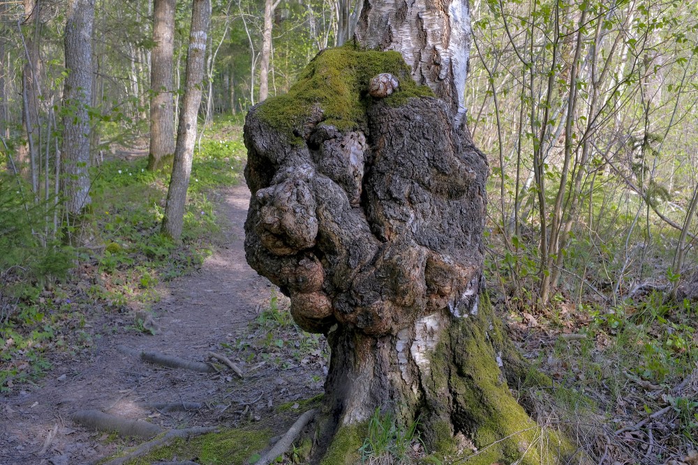 Liels māzers uz bērza stumbra