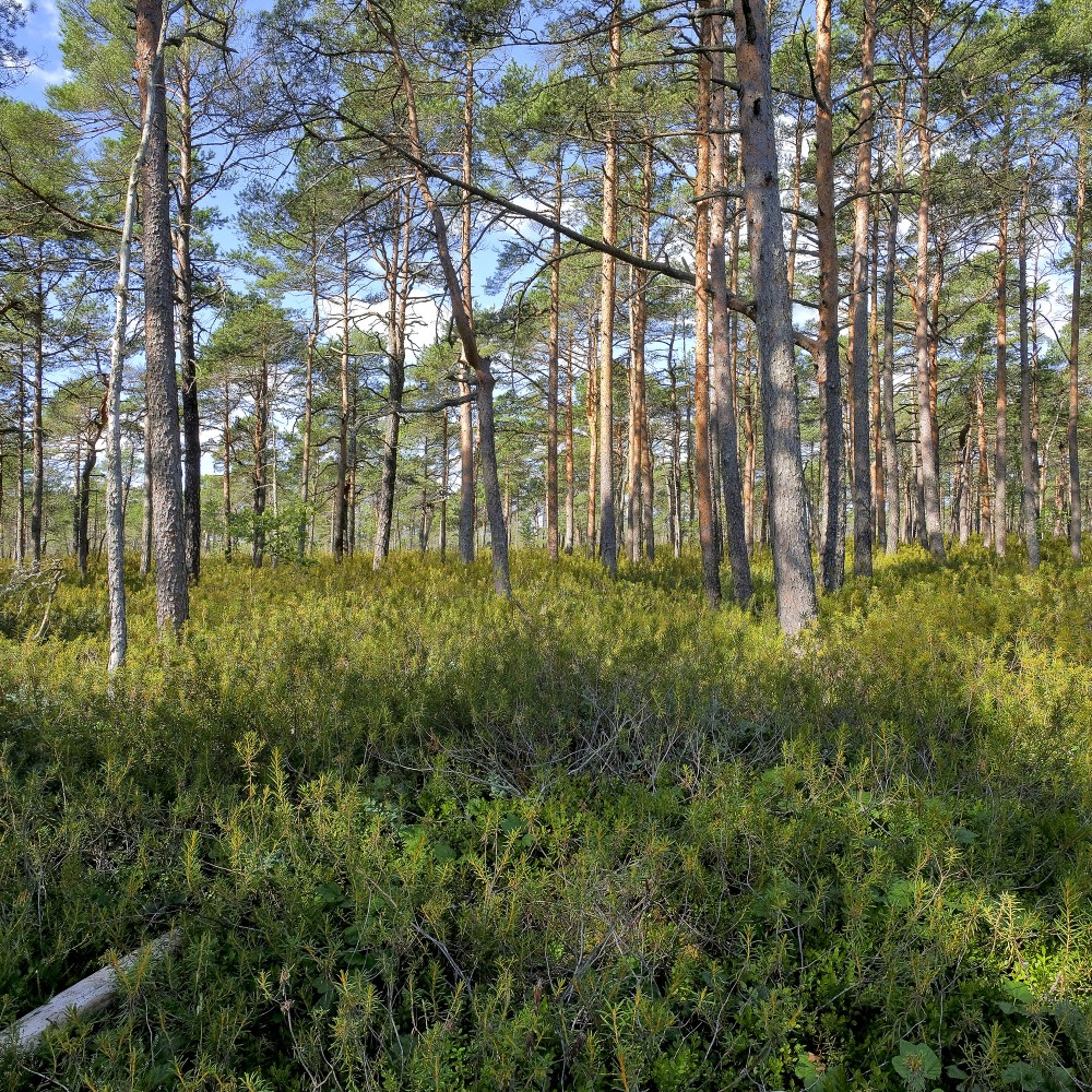 Ejot pa Purezera dabas taku